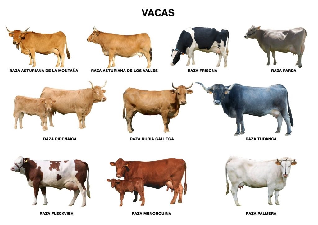 Razas de Bovinos