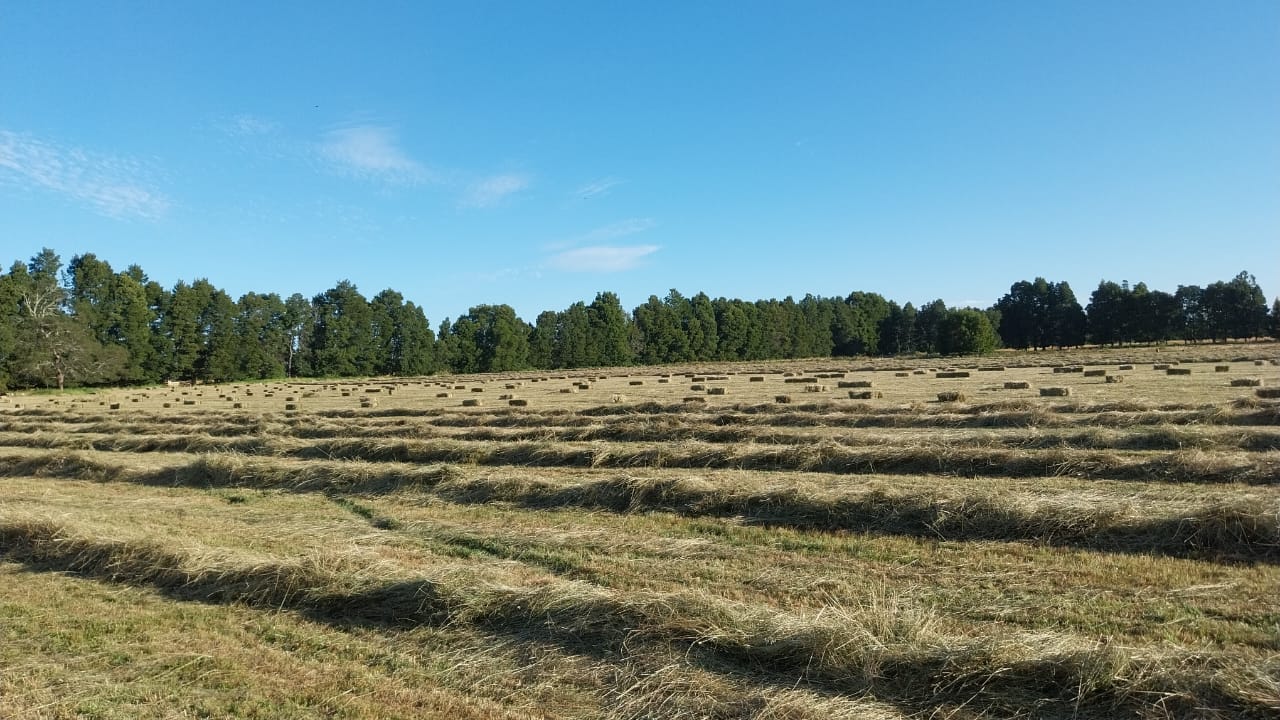 Fardos de pasto